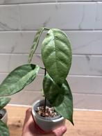 Hoya Coriacea Silver, Huis en Inrichting, Kamerplanten, Minder dan 100 cm, Bloeiende kamerplant, Groenteplant, Halfschaduw