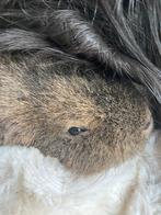 Caviars, Dieren en Toebehoren, Kooi, Minder dan 75 cm, Zo goed als nieuw, Ophalen