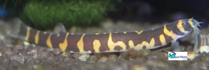 Reuzenkuhli, Dieren en Toebehoren, Vissen | Aquariumvissen, Zoetwatervis, Vis, Schoolvis