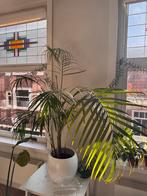 Kentia Palm with pot, Huis en Inrichting, Kamerplanten, Ophalen, Halfschaduw, Minder dan 100 cm