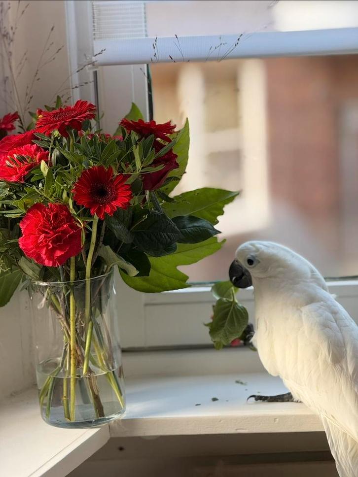 Super tamme witkuif kaketoe 1 jaar oud met kooi, Dieren en Toebehoren, Vogels | Parkieten en Papegaaien, Papegaai, Vrouwelijk