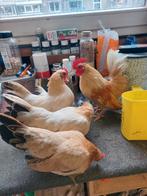 Broedeieren serama's  a/b klasse, Dieren en Toebehoren, Pluimvee, Geslacht onbekend, Kip