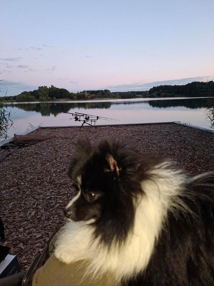 Pommeriaan vrouwtje 1 jaar, Dieren en Toebehoren, Honden-accessoires, Ophalen of Verzenden