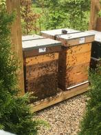 Gezocht: bijenkasten spaarkasten, Dieren en Toebehoren, Insecten en Spinnen, Bijen