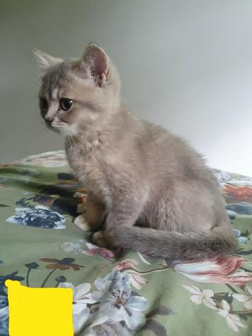 Prachtige Britse Korthaar kittens 100%raszuiver mogen nu weg beschikbaar voor biedingen