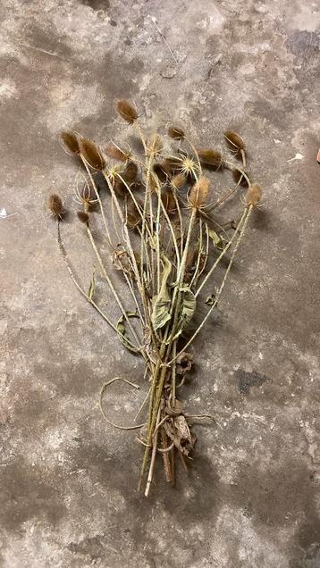 Grote bos droogbloemen beschikbaar voor biedingen