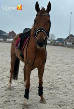 Ontzettend lief en eerlijk projectpaard, Merrie, B, 7 tot 10 jaar, 160 tot 165 cm