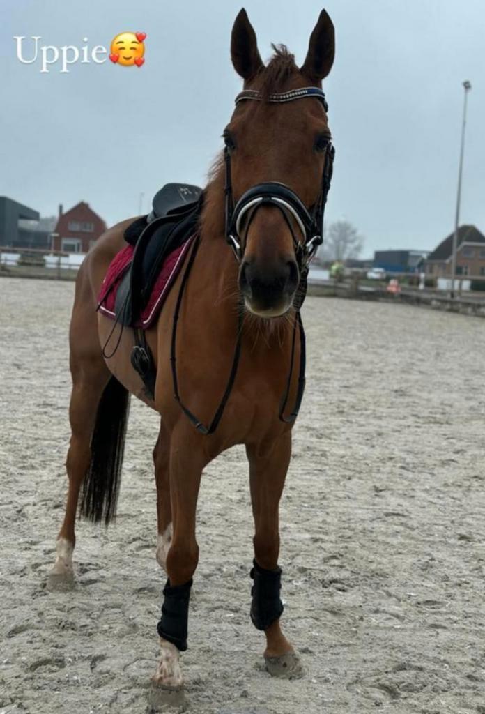 Ontzettend lief en eerlijk projectpaard, Dieren en Toebehoren, Paarden, Merrie, B, 160 tot 165 cm, 7 tot 10 jaar, Recreatiepaard