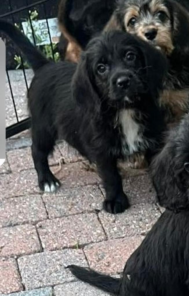 Poogle pups BEAGLE X POEDEL, Dieren en Toebehoren, Honden | Bulldogs, Pinschers en Molossers, Teef, Overige rassen, Particulier