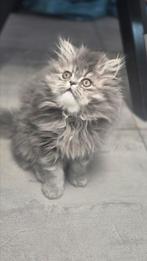 Perzische kitten, Dieren en Toebehoren, Katten en Kittens | Raskatten | Langhaar, Kater, Ontwormd