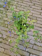Longkruid, Tuin en Terras, Planten | Tuinplanten, Vaste plant, Halfschaduw, Lente, Ophalen