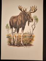 Eland, Verzenden, 1980 tot heden, Zo goed als nieuw, Dier