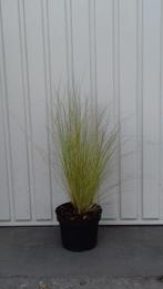 siergras Stipa tenuifolia Ponytails, Ophalen, Zomer, Vaste plant, Siergrassen