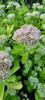 Herbstfreude, Tuin en Terras, Ophalen, Overige soorten, Volle zon