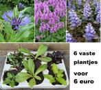 6 vaste plantjes 6 euro Inheems Vlinders bijen insecten, Vaste plant, Halfschaduw, Lente, Ophalen