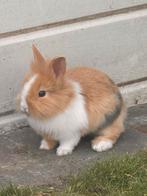 Kleine konijntjes!, Dieren en Toebehoren, Konijnen, Geslacht onbekend, Klein, 0 tot 2 jaar