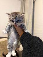 4 langharige ragdoll/britse kortharige kittens, Dieren en Toebehoren, Katten en Kittens | Raskatten | Langhaar, Meerdere dieren