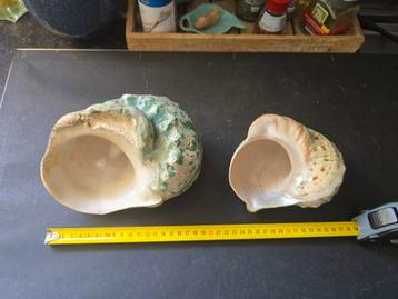 2 giga grote turbo schelpen. beschikbaar voor biedingen