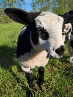 Bonte schapen, Meerdere dieren, Schaap
