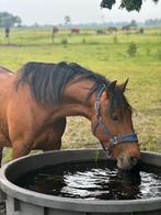Zachtaardige grote pony te koop, Dieren en Toebehoren, Pony's, B, Gechipt, 7 tot 10 jaar, Recreatiepony