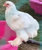Splash brahma haan, Dieren en Toebehoren, Pluimvee, Mannelijk, Kip