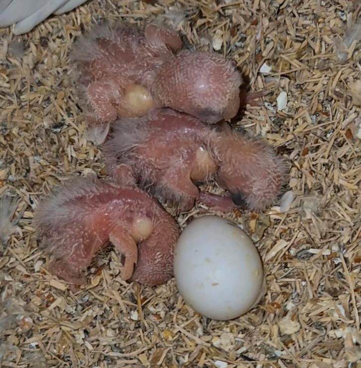 Baby agapornis roseicollis dwergpapagaai 1 a 2 weken oud, Dieren en Toebehoren, Pluimvee, Eend, Meerdere dieren