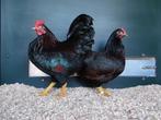 Barnevelder kriel | Goede leggers | Passend advies, Dieren en Toebehoren, Pluimvee, Meerdere dieren, Kip