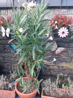 Koopje, Tuin en Terras, Planten | Tuinplanten, Ophalen of Verzenden, Overige soorten, Volle zon