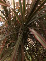 Dracaena, Huis en Inrichting, Kamerplanten, Ophalen, Overige soorten, In pot, Minder dan 100 cm