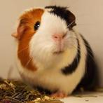 Caviaopvang, cavia vakantieopvang kerstvakantie 2025!, Dieren en Toebehoren, Ophalen