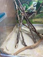Gratis jonge wandelende takken., Dieren en Toebehoren, Insecten en Spinnen, Wandelende tak