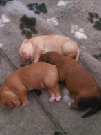 Labradoodle x cockapoo pups, Dieren en Toebehoren, Overige rassen, 8 tot 15 weken, Meerdere, Meerdere dieren