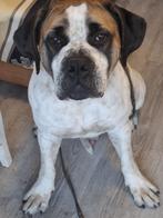 Zuid afrikaanse boerboel  zoekt een nieuwe mandtje, Dieren en Toebehoren, Rabiës (hondsdolheid), Reu, Eén hond, 3 tot 5 jaar