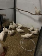 Jonge pauwen, Dieren en Toebehoren, Vogels | Duiven, Meerdere dieren, Overige soorten