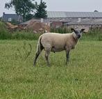 Bleu du Maine ram lammeren, Mannelijk, Schaap, 0 tot 2 jaar