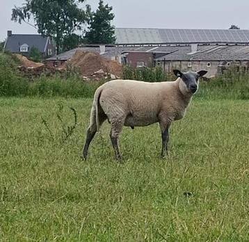 Bleu du Maine ram lammeren beschikbaar voor biedingen