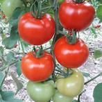*** Bio stekjes fide tomaten courgette aubergine pepers ***, Tuin en Terras, Planten | Tuinplanten, Zomer, Ophalen of Verzenden