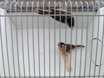 Zilveroor nachtegalen., Meerdere dieren, Tropenvogel