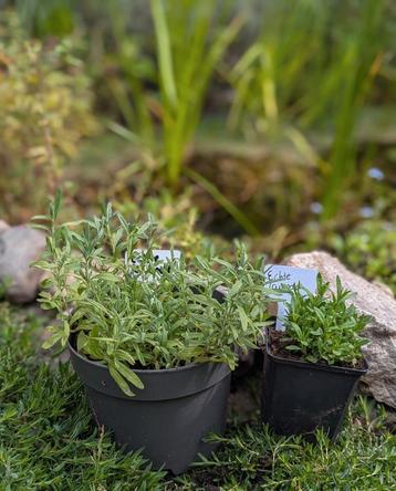 Echte lavendel beschikbaar voor biedingen