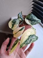 Scindapsus Mayari variegata zeldzaam kamerplant, Huis en Inrichting, Kamerplanten, Ophalen of Verzenden, Overige soorten, Minder dan 100 cm