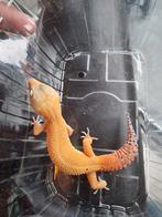 Luipaardgekko mack snow tangerine het tremper Albino vrouw, Dieren en Toebehoren, Reptielen en Amfibieën, Hagedis