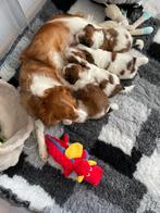 kooiker pups, Overige rassen, Meerdere, Meerdere dieren, Nederland