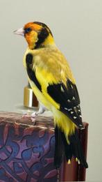 Prachtige Major Putter Geel/Roodmasker (Carduelis)| 2024, Mannelijk, Wildzangvogel, Geringd