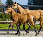 Diverse gekleurde sport veulens beschikbaar, Dieren en Toebehoren, Paarden, Hengst, Springpaard, Gechipt, 0 tot 2 jaar