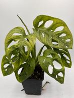 Monstera Adansonii mint variegata, Overige soorten, In pot, Minder dan 100 cm, Bloeiende kamerplant