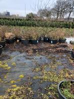 Bosbessen soort liberty 10 stuks grote Kuip alleen in Breda, Tuin en Terras, Planten | Tuinplanten, Zomer, Vaste plant, Fruitplanten
