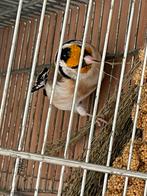 Majoor putter, Meerdere dieren, Wildzangvogel, Geringd