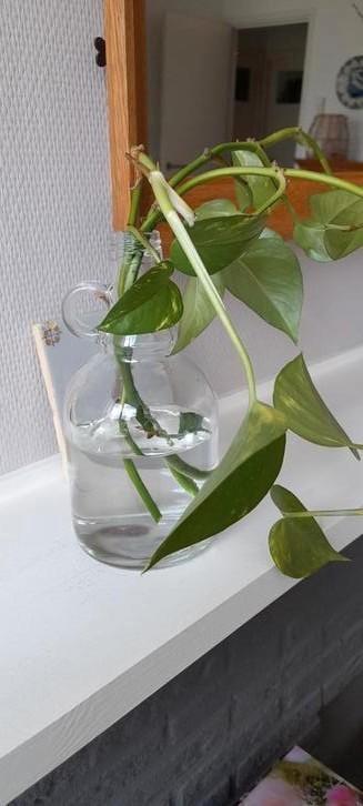 Fles vaas met oor en 3 stekjes scindapsus pictus beschikbaar voor biedingen