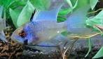 ramarezia electric bleu, Dieren en Toebehoren, Vissen | Aquariumvissen, Vis, Zoetwatervis, Schoolvis