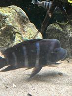 Frontoza 15/20 cm, Dieren en Toebehoren, Vissen | Aquariumvissen